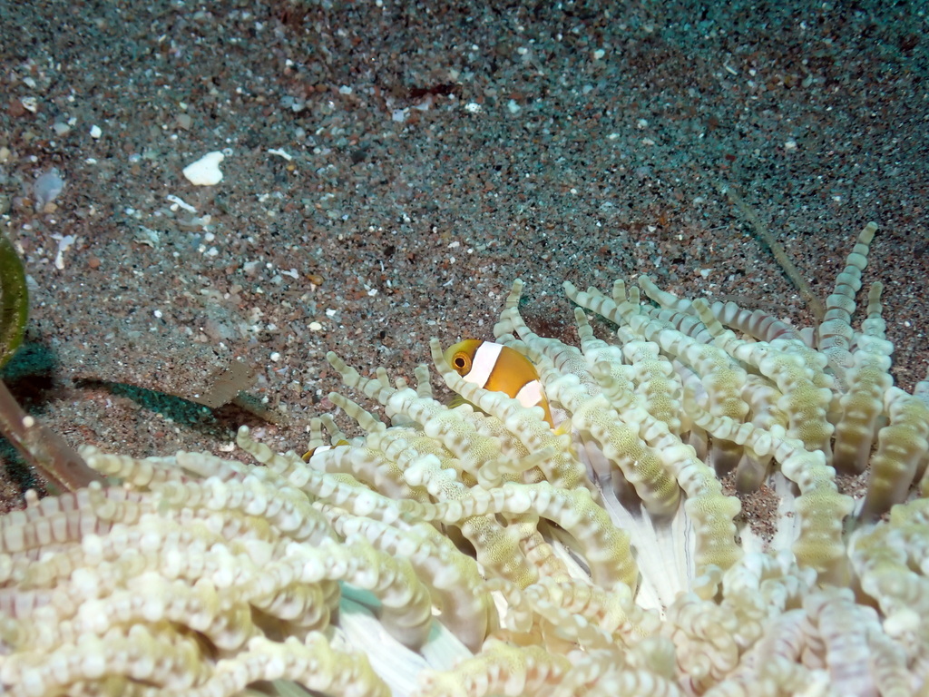 Yellowtail clownfish
