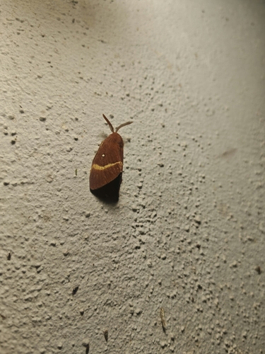Oak Eggar