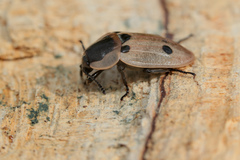 Dendroxena quadrimaculata