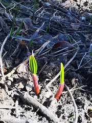 Allium ochotense