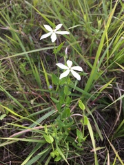 Sabatia difformis