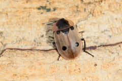 Dendroxena quadrimaculata