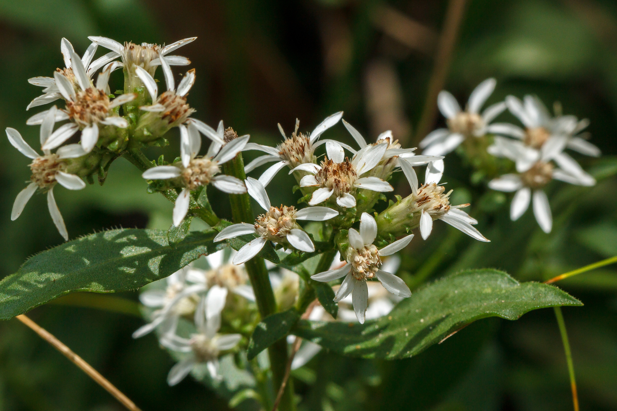 Sericocarpus