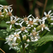 白頂菊屬 - Photo (c) Tom Potterfield，保留部份權利CC BY-NC-SA