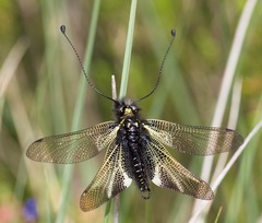 Libelloides hispanicus