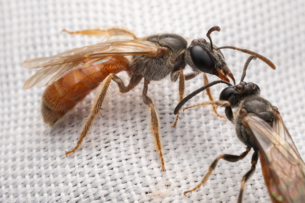 Lasioglossum noctivaga