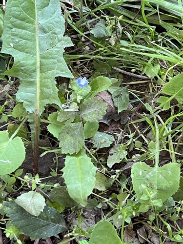 bird's-eye speedwell