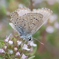 Pseudophilotes panoptes