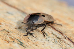 Dendroxena quadrimaculata