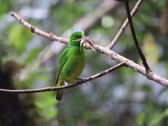 Chlorophonia occipitalis