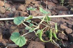Proboscidea parviflora gracillima