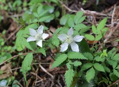 Rubus minusculus
