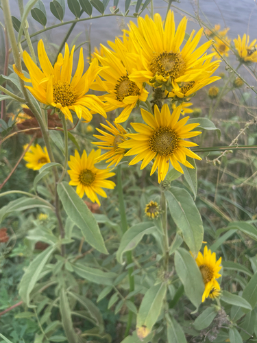 Maximilian sunflower