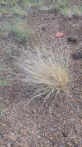 Aristida longiseta, 2026-08-28
