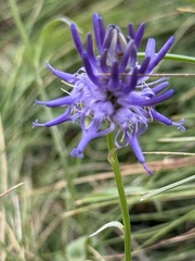 Phyteuma betonicifolium, photograph (c) Tony KM, some rights reserved (CC BY)