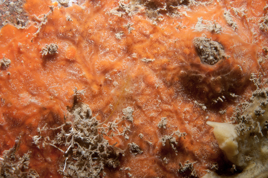 blood-red antler sponge