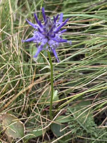 Phyteuma betonicifolium, photograph 4