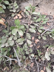 Arctostaphylos nevadensis, photograph author not stated, no rights reserved