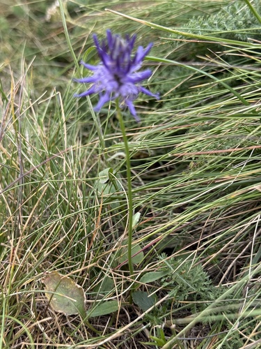 Phyteuma betonicifolium, photograph 5