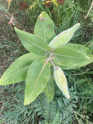 showy milkweed