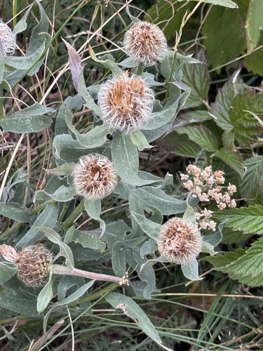 Centaurea uniflora, photograph 2
