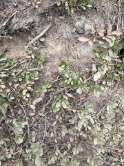 Arctostaphylos nevadensis, photograph author not stated, no rights reserved