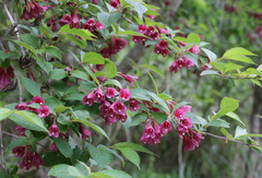 Weigela floribunda