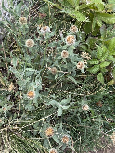 Centaurea uniflora, photograph 3