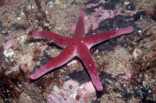 Bloody Henry Starfish