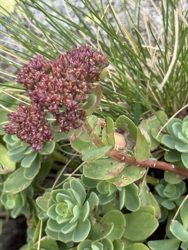 Hylotelephium anacampseros, photograph 1
