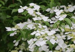Hydrangea scandens