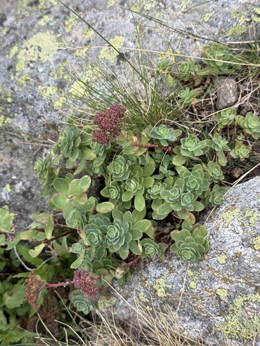 Hylotelephium anacampseros, photograph 2