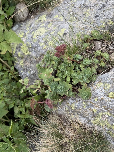 Hylotelephium anacampseros, photograph 3