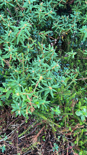 Bog Labrador Tea
