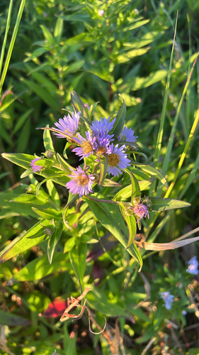 New York aster