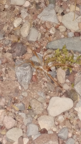 Straight-faced Windscorpions