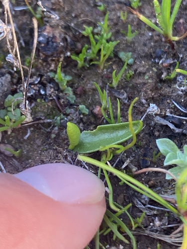 Ophioglossum melipillense (Ophioglossum melipillense)