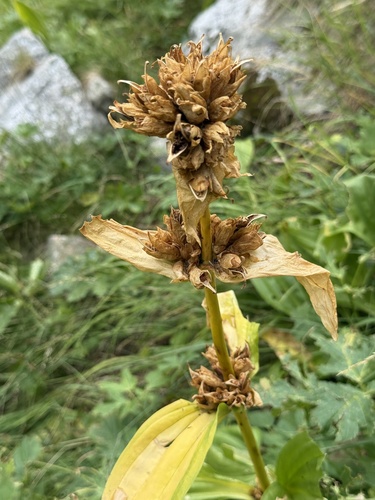 Gentiana lutea, photograph 6