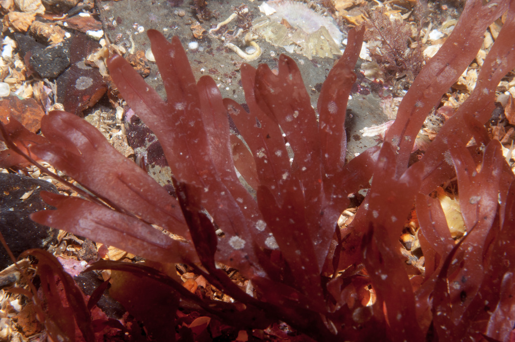 Stenogramma interruptum