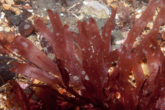 Stenogramma interruptum