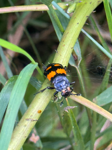 Lesser Vespillo Burying Beetle