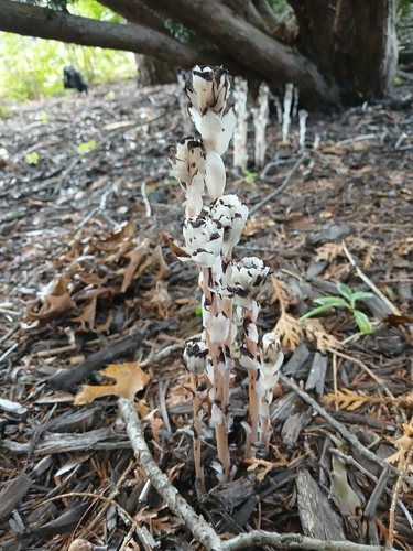 Ghost Pipe