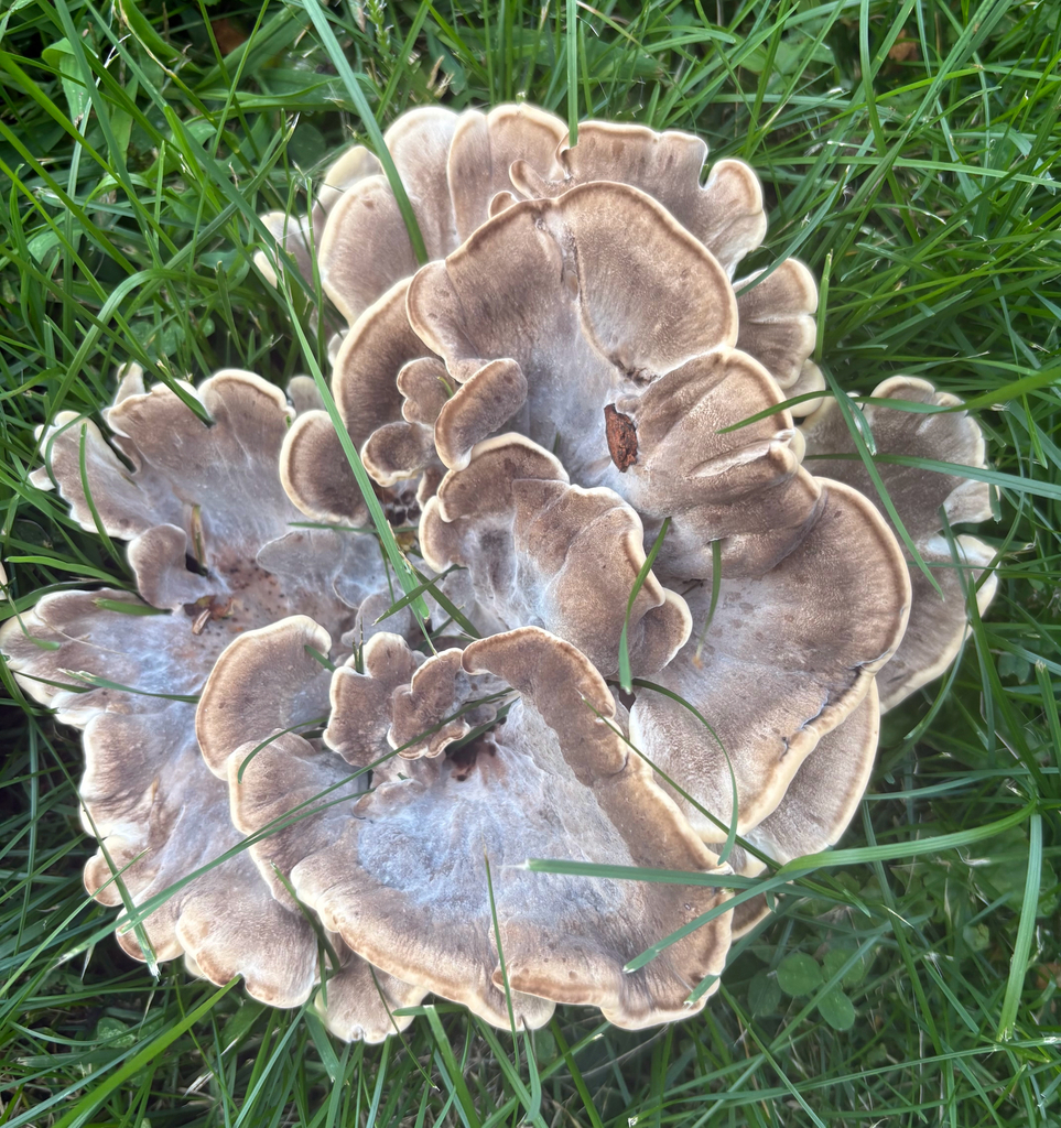 Black-staining Polypore · August 2026 · photo: Photo: (c) eml23, some rights reserved (CC BY) · iNaturalist