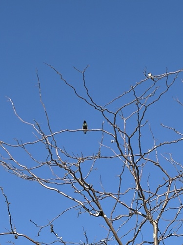 European Starling