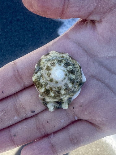 Astraea tuber observed 2026-08-28