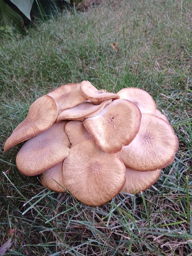 Ringless Honey Mushroom