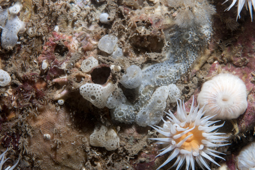 Didemnum maculosum