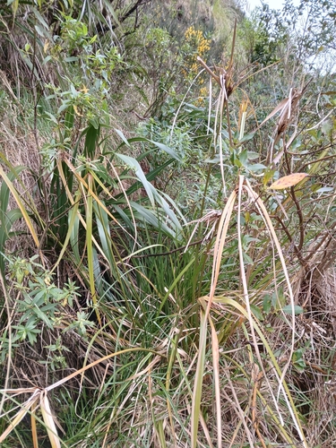 Cyperus ustulatus, photograph 4