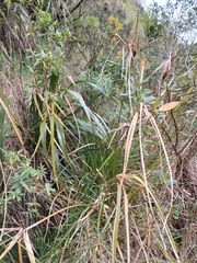 Cyperus ustulatus, photograph (c) naturewatchwidow, some rights reserved (CC BY)