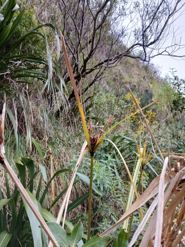Cyperus ustulatus, photograph 5